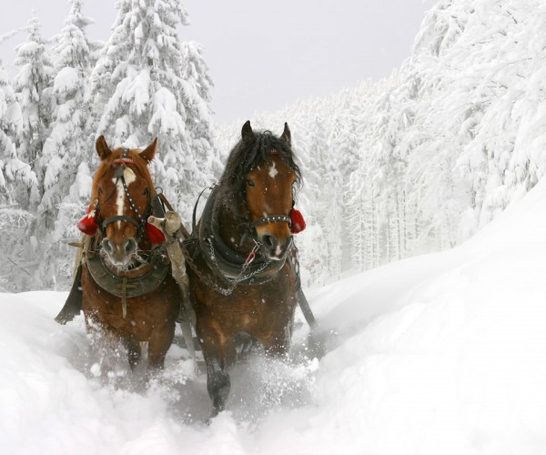 Pferdeschlittenfahrt durch die romantisch verschneite Winterlandschaft