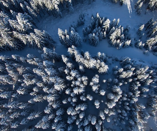 Winterwald von oben © Erwin Trampitsch